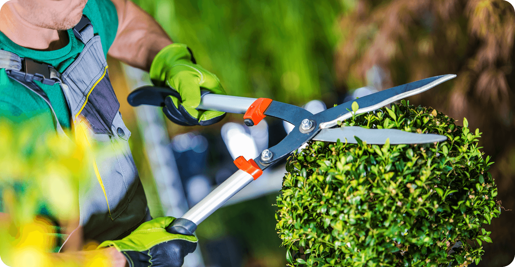 gardener trimming plants 1 (10)